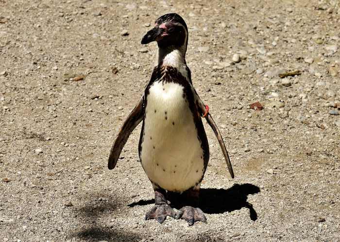 ［最新攻略］“新青鸟牛牛怎么装挂”［原来真的有挂］