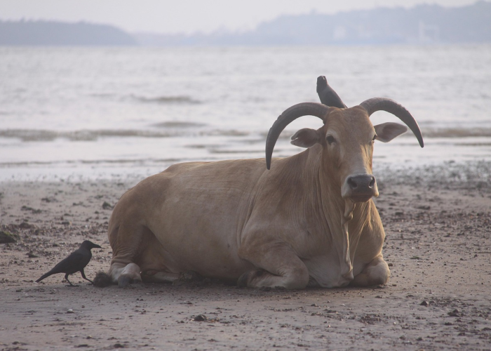 ［最新攻略］“新青鸟牛牛怎么装挂”［原来真的有挂］
