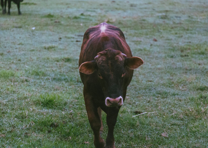 今日重大通报“道游牛牛开挂神器”［其实是有挂］