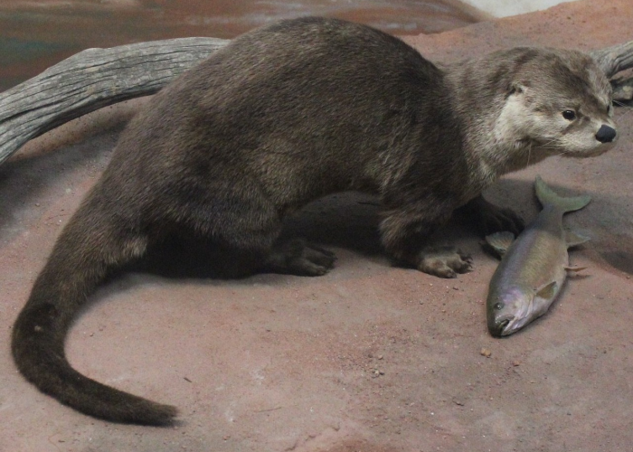 我来教教大家“新518互游斗牛其实真有透视挂的”(确实真有挂)-知乎