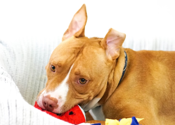 我来教教大家“新518互游斗牛其实真有透视挂的”(确实真有挂)-知乎