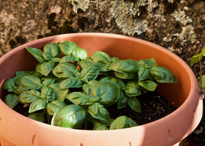今日重大发现“毛豆炸/金/花有挂吗”［详细开挂教程］