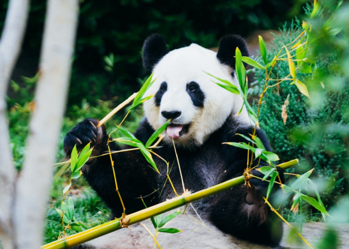 [分享]“熊猫互娱可以开挂吗”有挂详细开挂教程