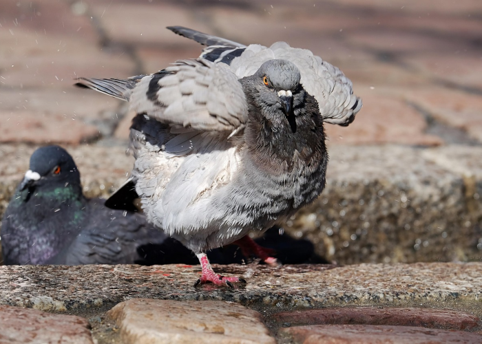 [分析]“捉鸡三缺一有没有挂”原来可以开挂