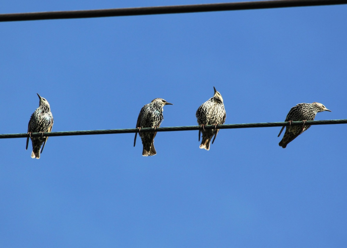 [分析]“捉鸡三缺一有没有挂”原来可以开挂