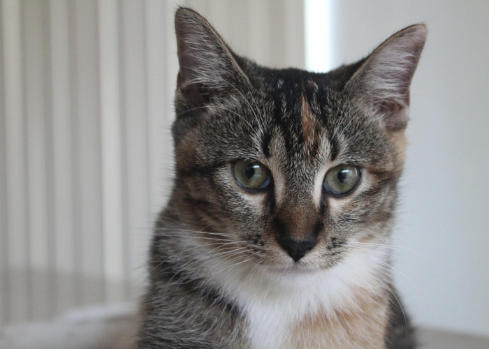 玩家新攻略“小狗音乐麻将有挂没”详细教程