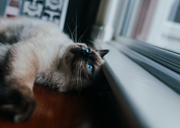 我来教教大家“拱趴大菠萝有没有透视挂吗”详细分享开挂步骤 我来教教大家“拱趴大菠萝有没有透视挂吗”详细分享开挂步骤