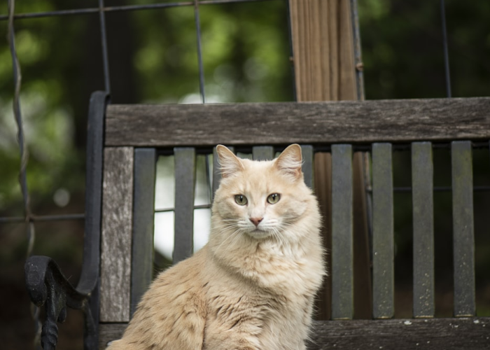 ［最新分享］“猫猫学数开挂神器”［原来真的有挂］