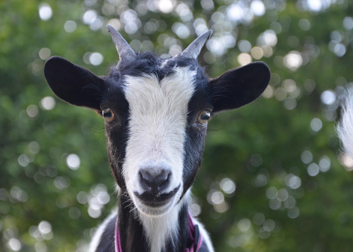 重大通报“新猴王牛牛果然有挂”(其实有挂) 重大通报“新猴王牛牛果然有挂”(其实有挂)