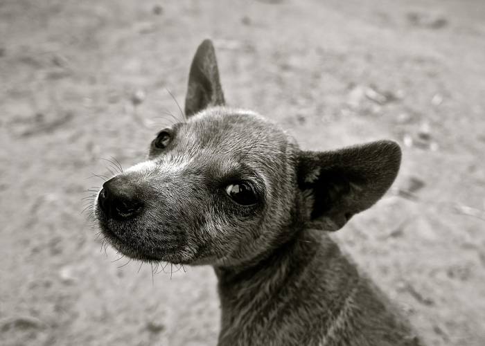 ［解答］“功夫熊猫牛牛辅助器”［其实是有挂］