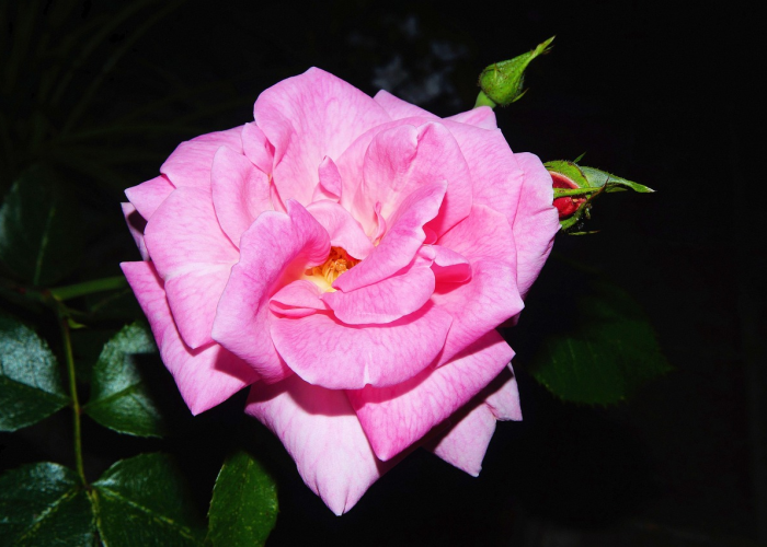 [解答]“玫瑰大厅怎么开挂”原来可以开挂