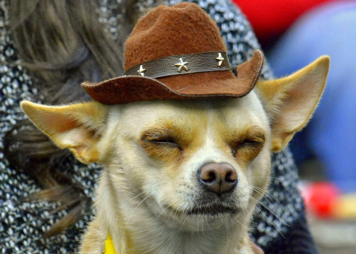 [实测]“小狗音乐麻将可以开挂吗”有挂详细开挂教程