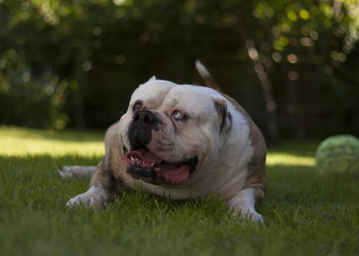 [实测]“小狗音乐麻将可以开挂吗”有挂详细开挂教程