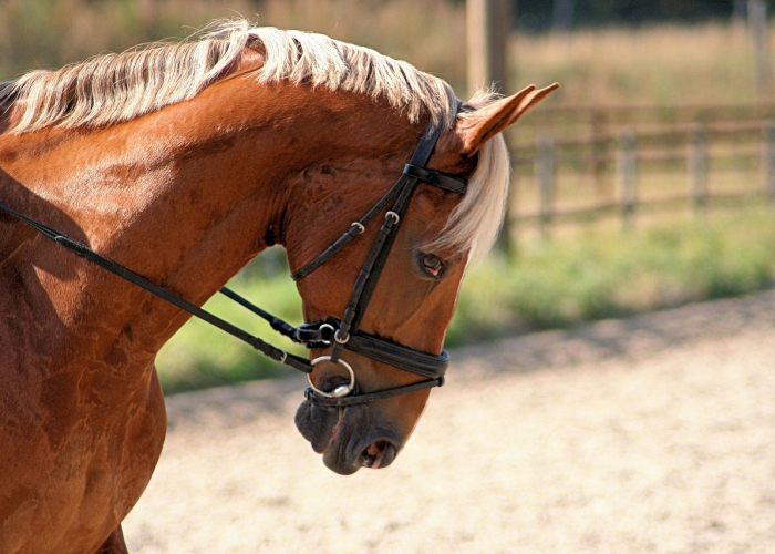 发现一款“新九天牛牛竟然有挂”真的确实有挂乎 发现一款“新九天牛牛竟然有挂”真的确实有挂乎