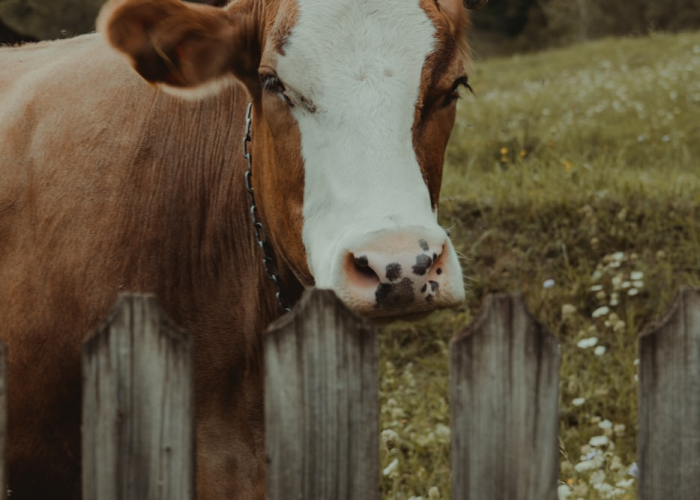 [解答]“新好游牛牛有挂吗”原来可以开挂
