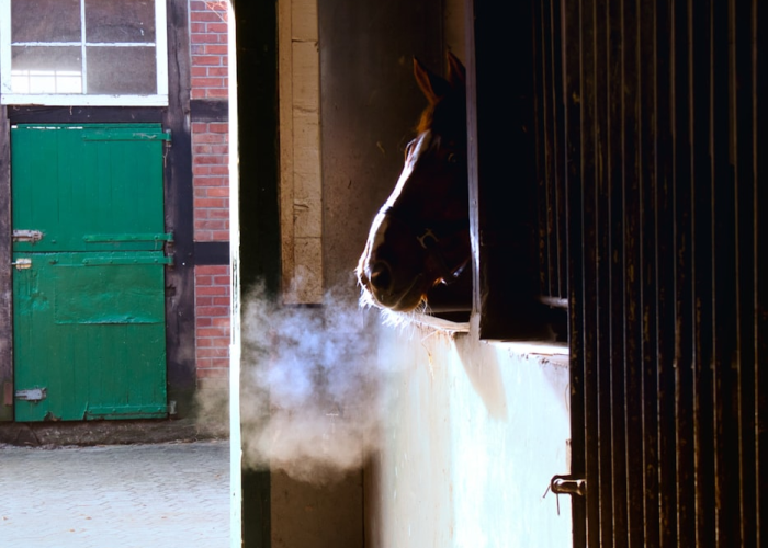 玩家实测“新青鸟大厅透视挂下载”分享装挂详细步骤 玩家实测“新青鸟大厅透视挂下载”分享装挂详细步骤