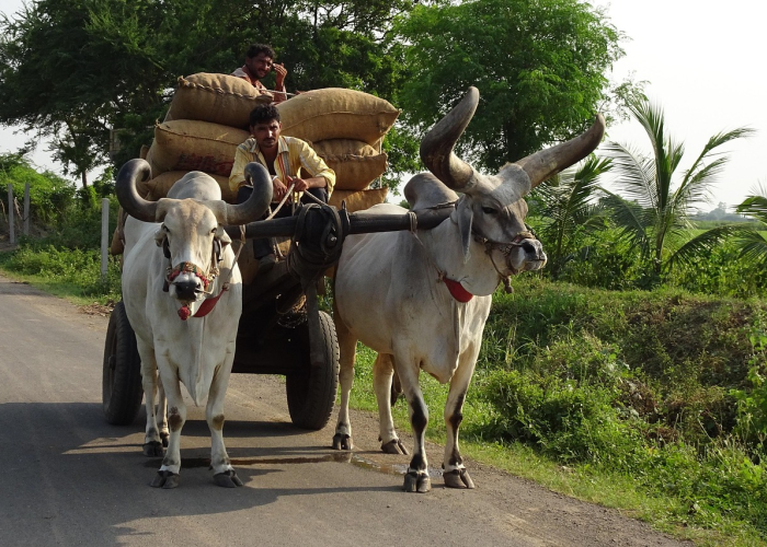 [分析]“迅奇牛牛到底有没有挂”原来可以开挂