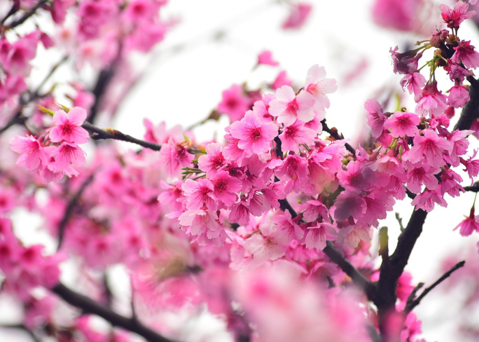 ［最新攻略］“樱花炸/金/花辅助器”［详细开挂教程］