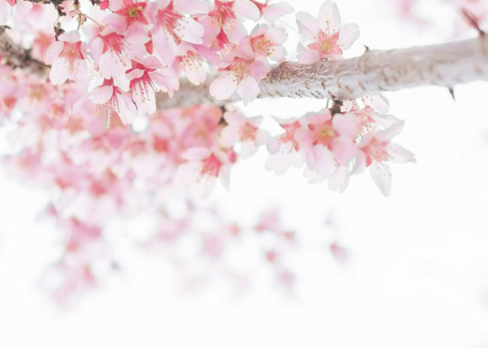 ［最新攻略］“樱花炸/金/花辅助器”［详细开挂教程］