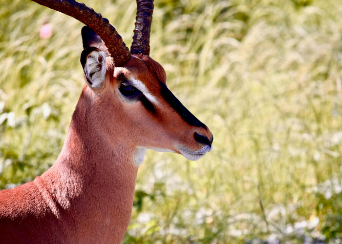 推荐一款“新猴王斗牛到底能不能开透视挂”其实确实有挂 推荐一款“新猴王斗牛到底能不能开透视挂”其实确实有挂