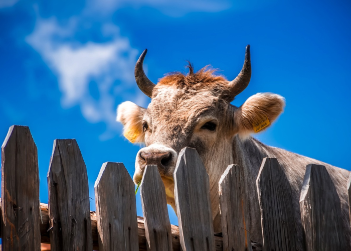 经验总结.“新九天牛牛有挂吗,其实有挂是吗”(确实是有挂) 经验总结.“新九天牛牛有挂吗,其实有挂是吗”(确实是有挂)