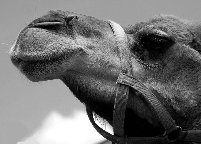 独家发现“新好游牛牛有没有挂”［太坑了果然有挂］
