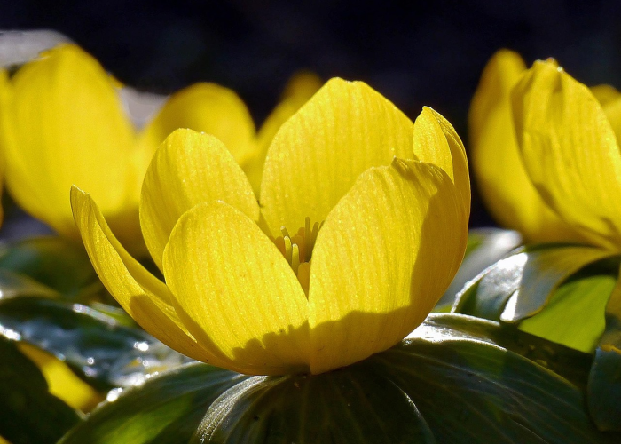 ［解答］“新九天炸/金/花开挂神器”［太坑了果然有挂］