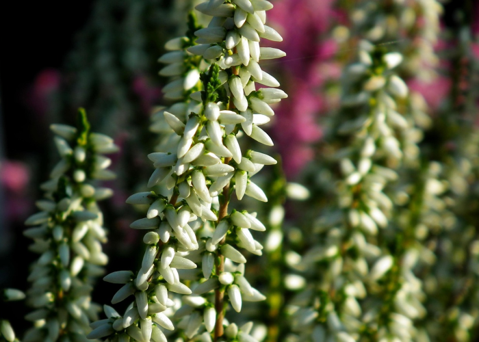 ［解答］“新九天炸/金/花开挂神器”［太坑了果然有挂］