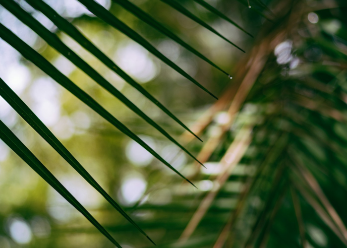 [实测]“绿竹有挂吗”(确实真的有挂)