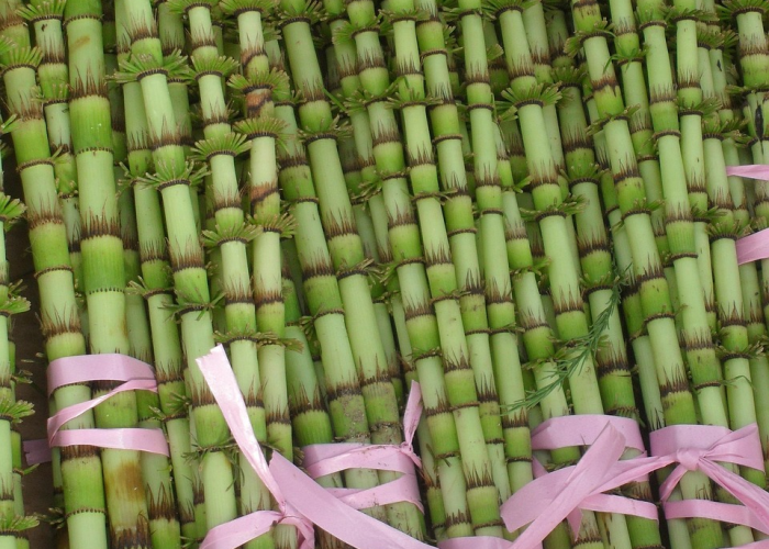 [实测]“绿竹有挂吗”(确实真的有挂)