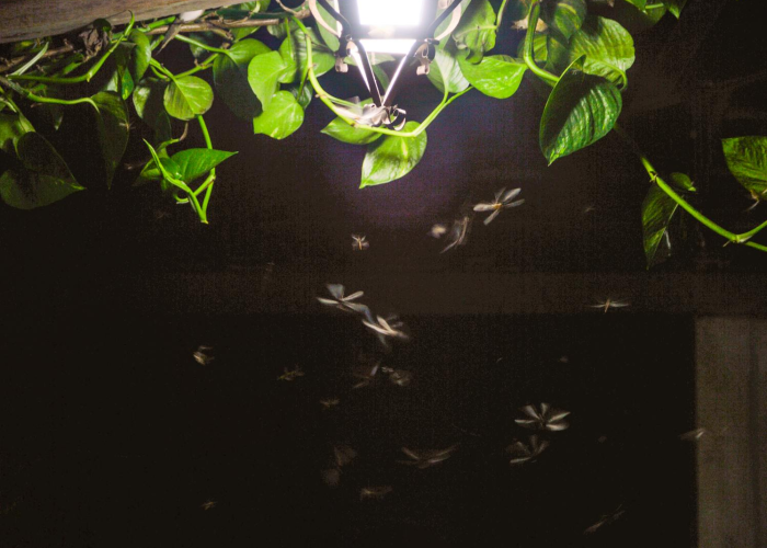 [推荐]“疯狂动物城有挂吗”有挂详细开挂教程