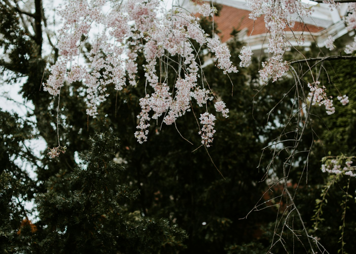 终于出现"“樱花众娱果然有挂”(原来有挂) 终于出现"“樱花众娱果然有挂”(原来有挂)