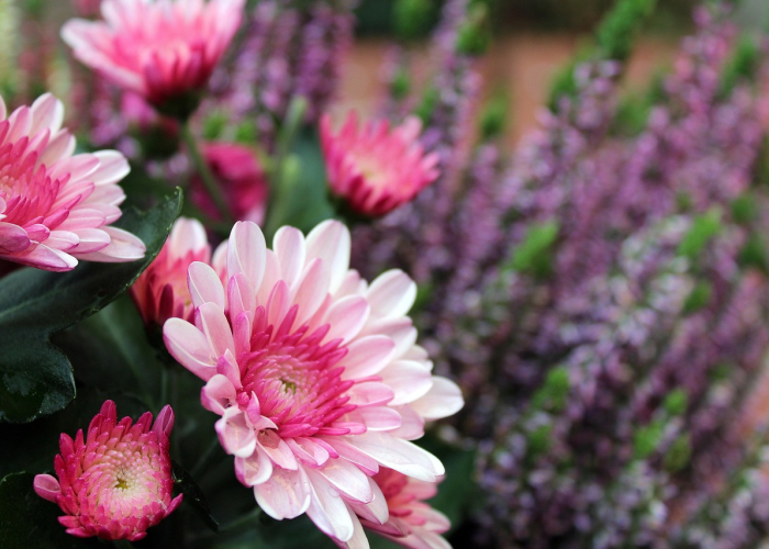 独家分享“新上游炸/金/花是不是有挂”［原来真的有挂］