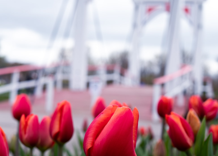 独家分享“新上游炸/金/花是不是有挂”［原来真的有挂］