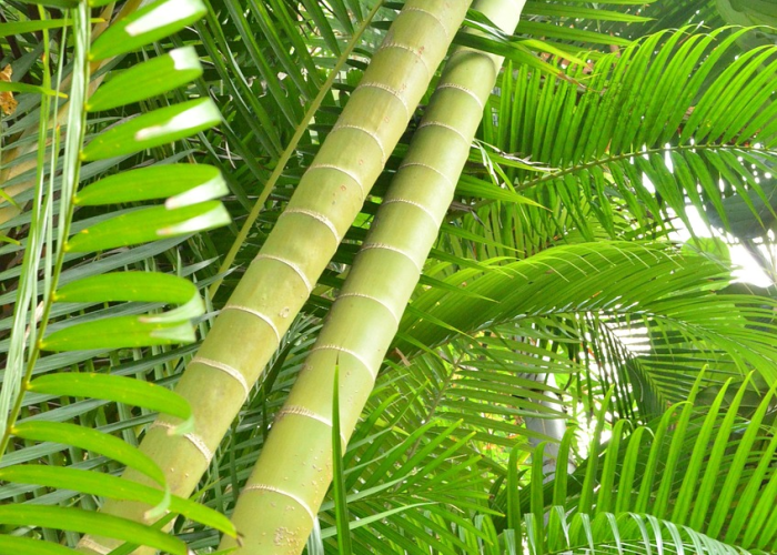 玩家必备技术“绿竹有没有挂”开挂神器-包教包会 玩家必备技术“绿竹有没有挂”开挂神器-包教包会