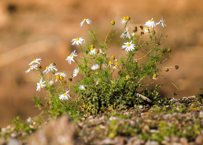 爆料“樱花互粉有挂没”(真的有挂) 爆料“樱花互粉有挂没”(真的有挂)
