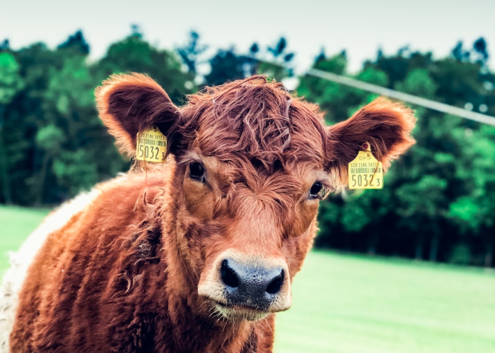 [分享]“新圣游牛牛真的有挂吗”开挂详细教程