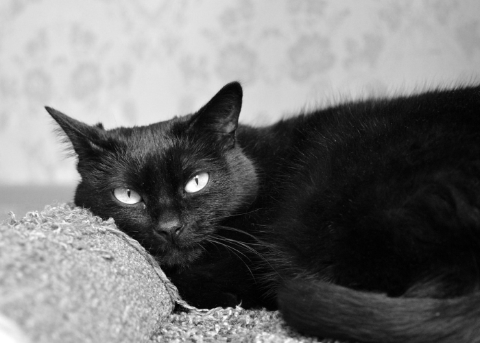 ［解答］“熊猫炸金花是不是有挂”［原来真的有挂］