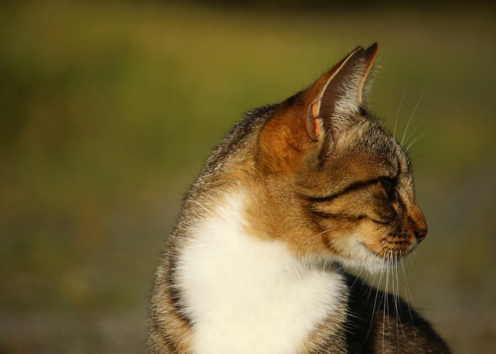 全球疫情实时动态汇总,前100个关键数据与趋势解读 全球疫情实时动态汇总,前100个关键数据与趋势解读