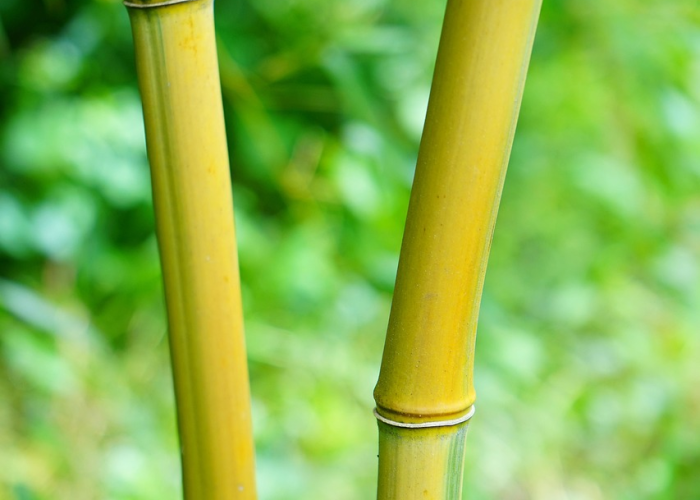 第一攻略.“绿竹是不是有挂”(详细教程辅助工具)