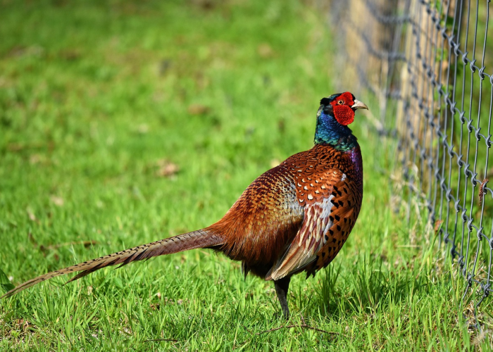 玩家游戏玩法“阿当比鸡有挂吗?”详细开挂教程 玩家游戏玩法“阿当比鸡有挂吗?”详细开挂教程