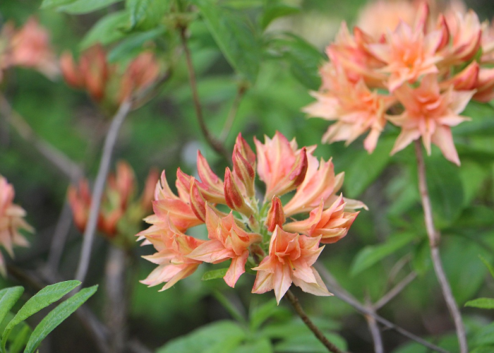 [分享]“麦穗怎么开挂”(原来确实是有挂)