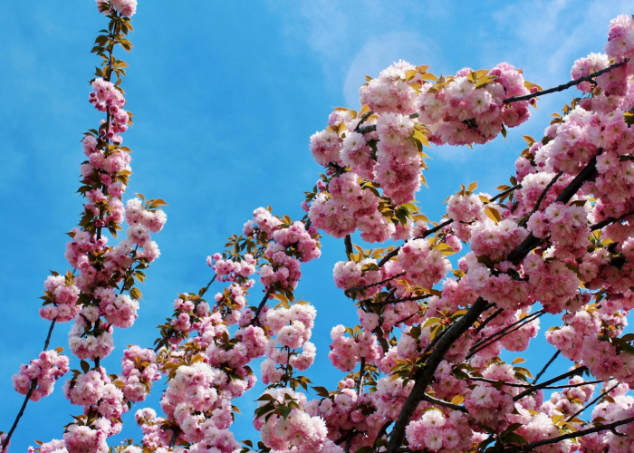 [分享]“樱花众娱有挂吗”(原来确实是有挂)