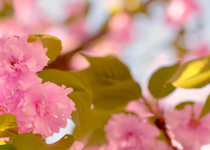 [分享]“樱花众娱有挂吗”(原来确实是有挂)