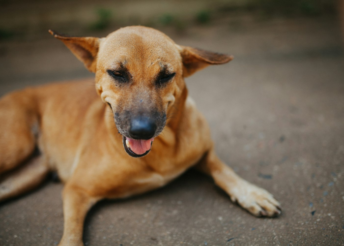 分享实测“开心联盟斗牛如何安装透视挂”(的确有挂)