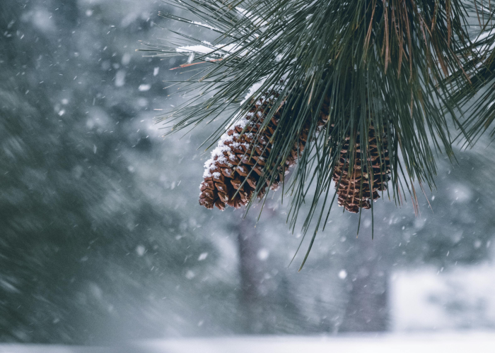 [分享]“青松游戏有没有挂”有挂详细开挂教程