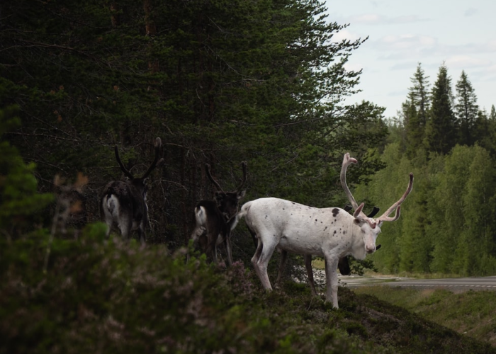 推荐一款“新甘孜牛牛到底是不是有透视挂”(其实有挂)