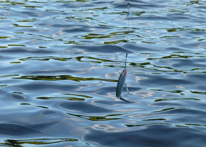 第一攻略.“鲸鲨有没有挂吗”其实真的能开挂