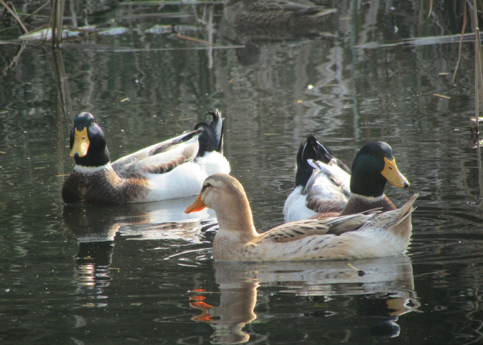 ［攻略科普］“十三十三水经典比鸡开挂器”［确实真的有挂］