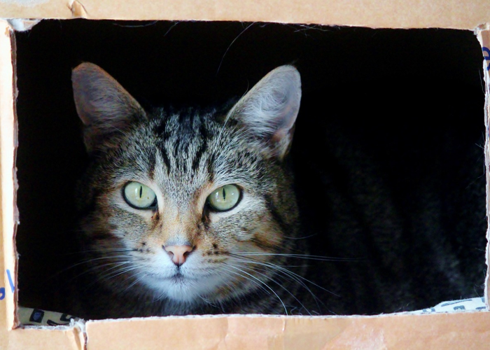 ［解答］“熊猫牛牛有没有挂”［确实真的有挂］